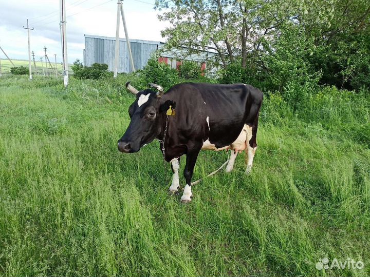 Три коровы дойные и тёлочка 4 месяца на племя