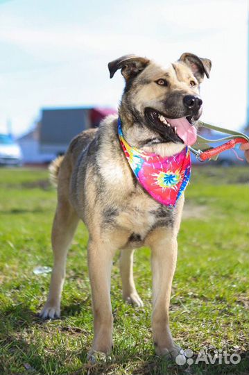 Собака в добрые руки отдам бесплатно