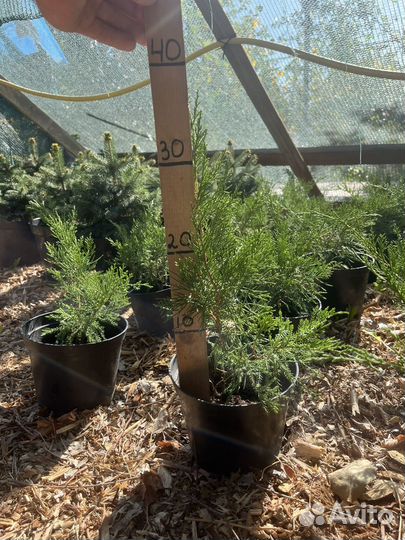 Можжевельник минт джулеп