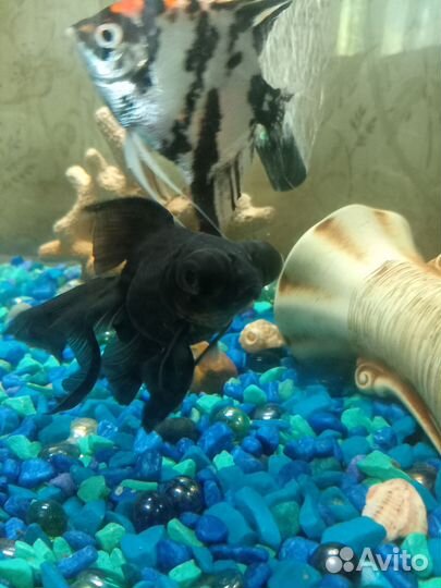Аквариумные рыбки