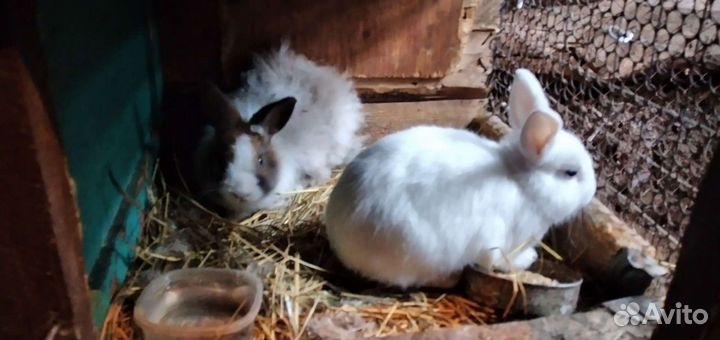Декоративные кролики