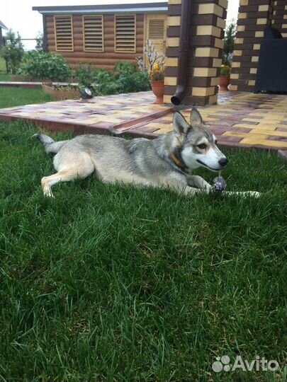 Рулонный газон 