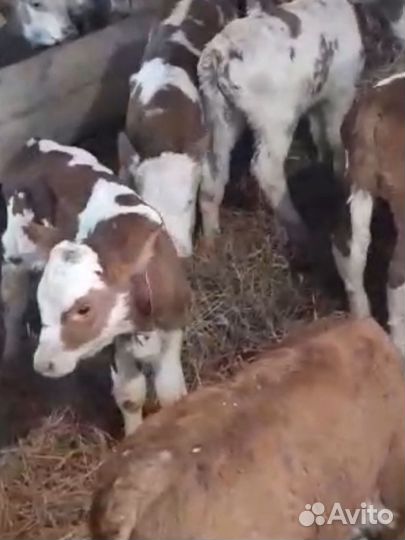 Телята бычки