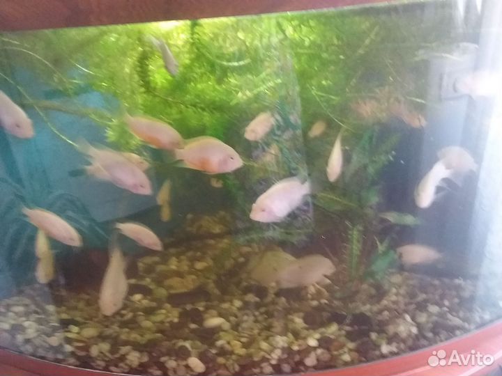 Аквариумные рыбки