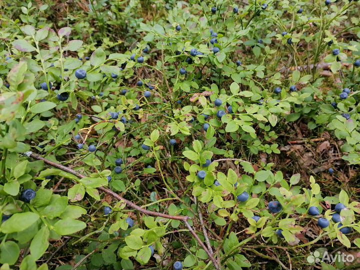 Черника свежая