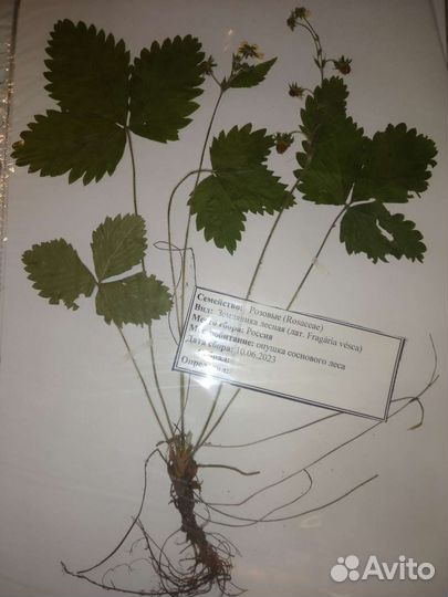 Гербарий в наличие, сырьё (фармакология) качество