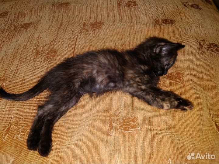 Кошка в добрые руки