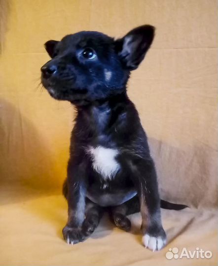 Привитая Джесси - щенок-девочка в дар