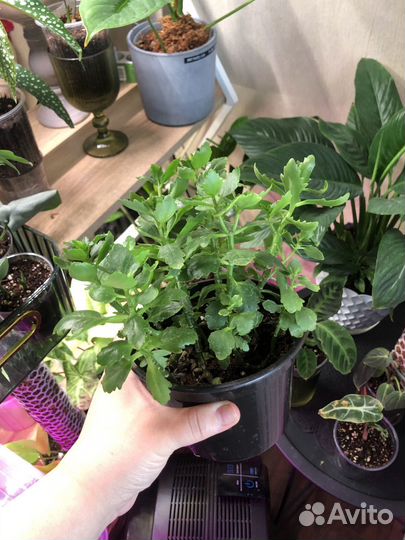 Каланхоэ, красула хоббит, денежное дерево