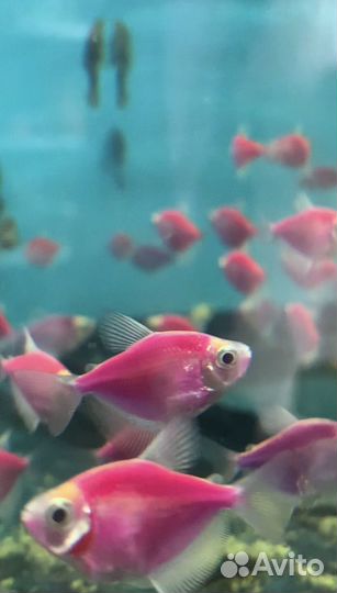 Разные рыбки аквариумные