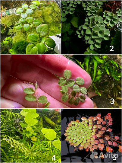 Аквариумные растения