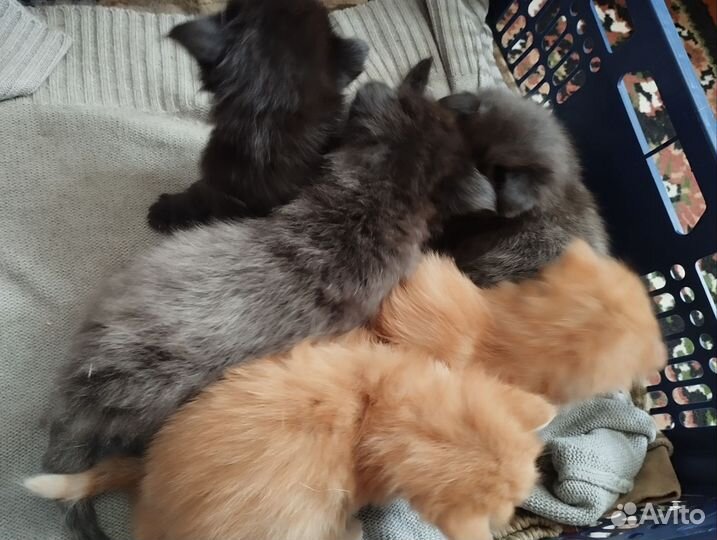 Котята мейн-кун