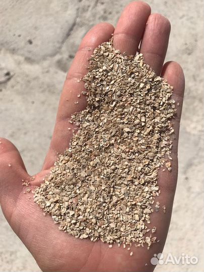 Ракушка морская кормовая