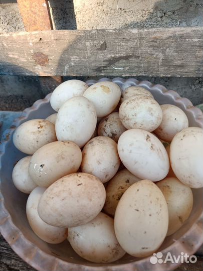 Яйцо домашнее утиное в инкубатор