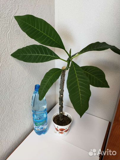 Плюмерия (Франжипани)