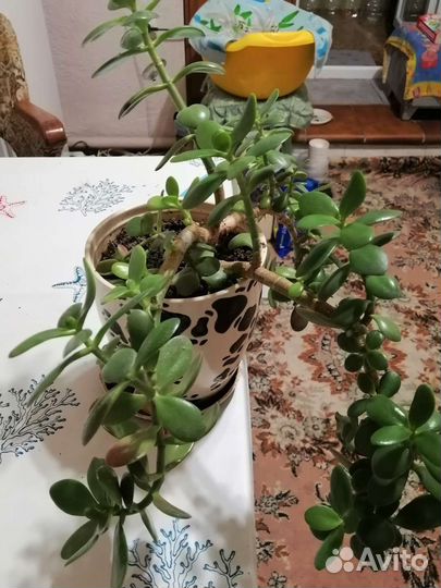 Денежное дерево