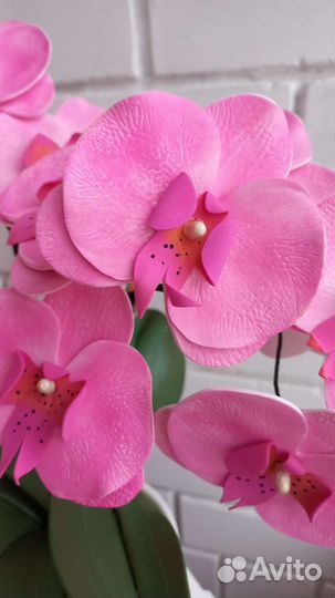 Орхидея ночник