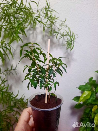 Миртовое дерево, Лавр благородный