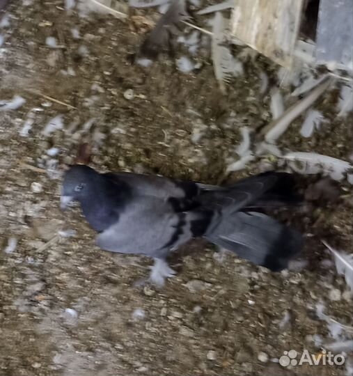 Продажа голубей