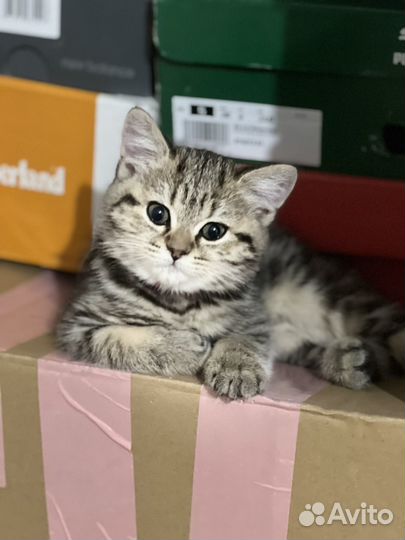 Шотланский котенок