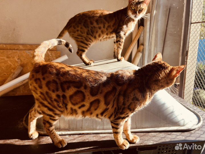 Бенгальская кошка