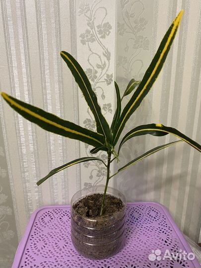 Кротон Ред банана