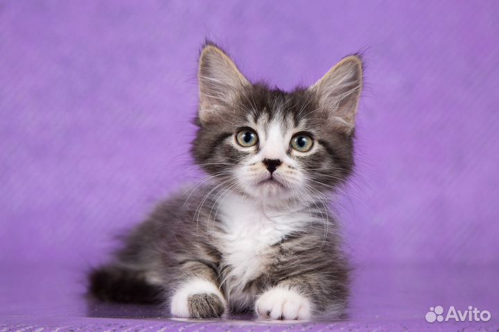 Котёнок девочка