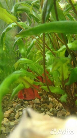 Аквариум на 160 литров