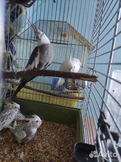 Мальчик годовалый (белолицей) кореллы с клеткой