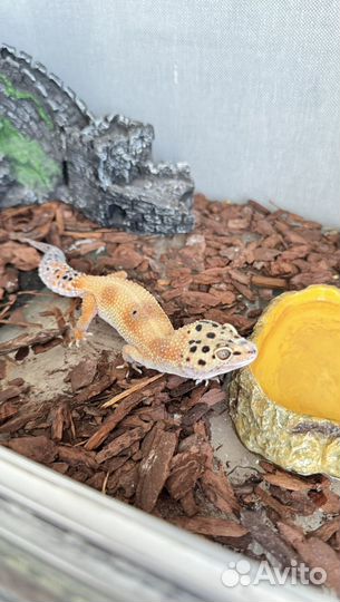 Ящерица эублефар с террариумом