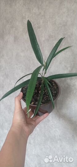 Фикус Али 2 шт в горшке 0.75 л