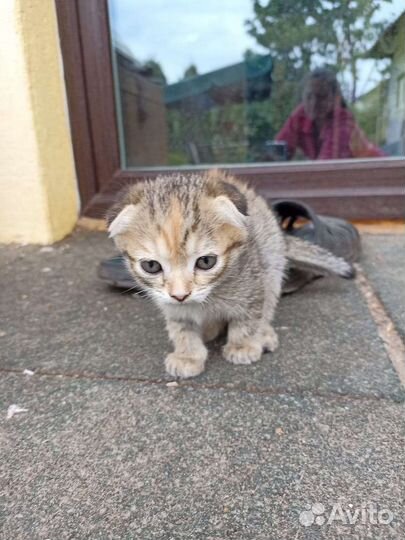 Котенок,девочка. Ждёт своего хозяина