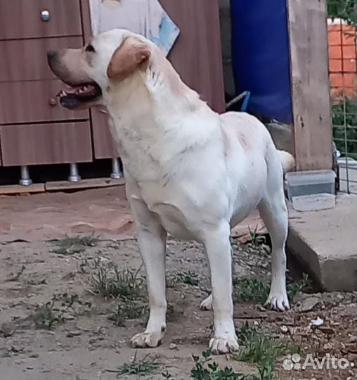 Щенки Лабрадора