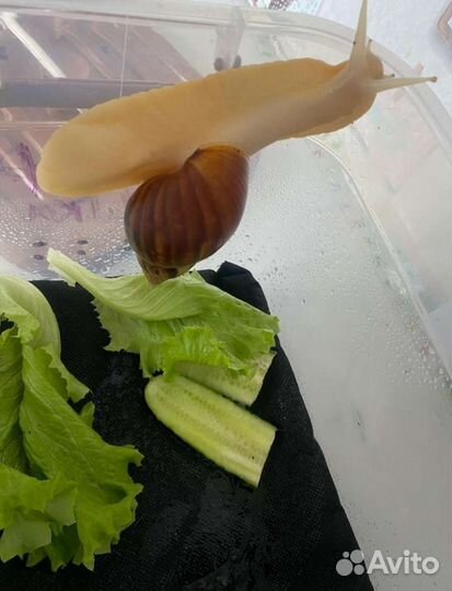 Мат(коврик) для Улиток