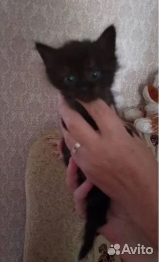 Котенок в добрые руки