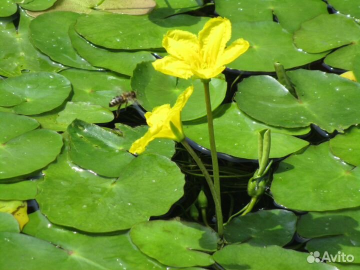 Цветущее растение для пруда (Болотоцветник)