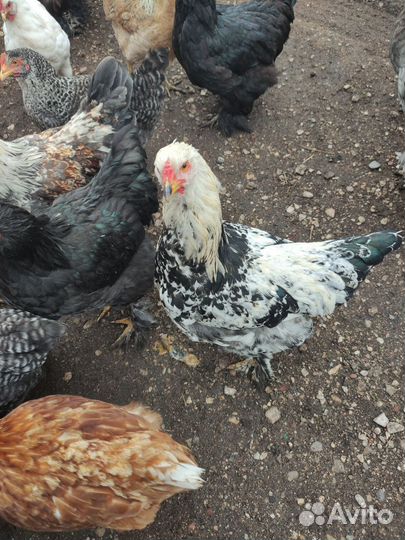 Куры и петухи брама