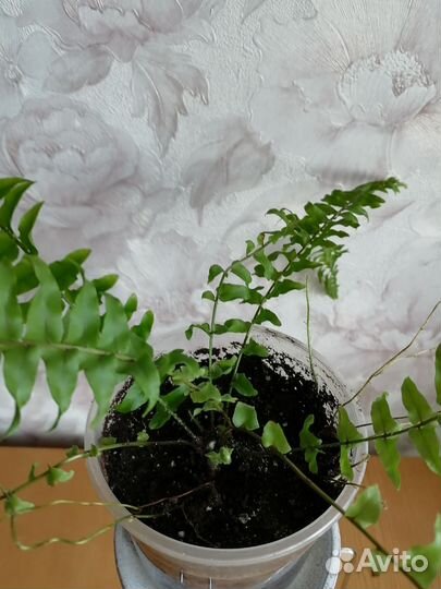 Папоротник комнатный