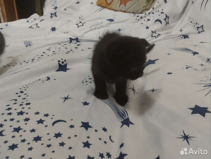 Продам котят