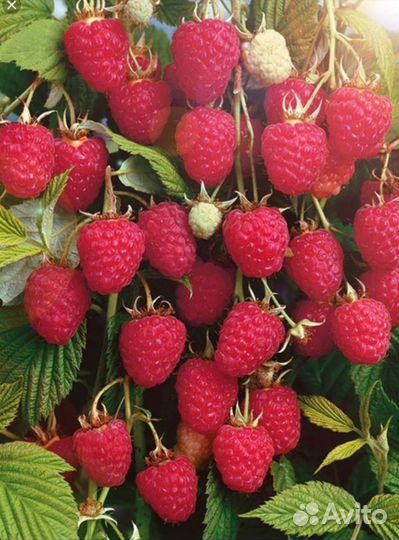 Ремонтантная малина