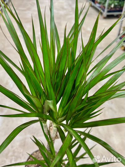 Пальма драцена маргината 2 ствола