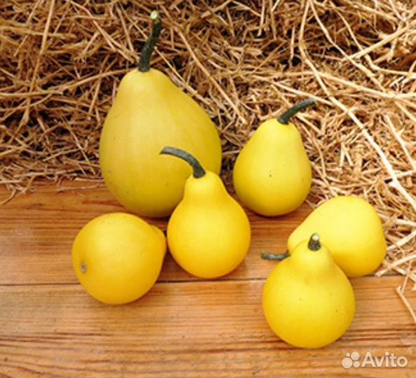 Декоративная груша