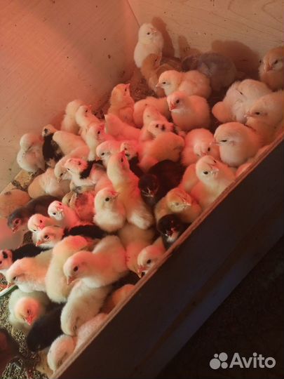 Цыплята