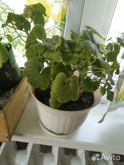 Комнатные цветы