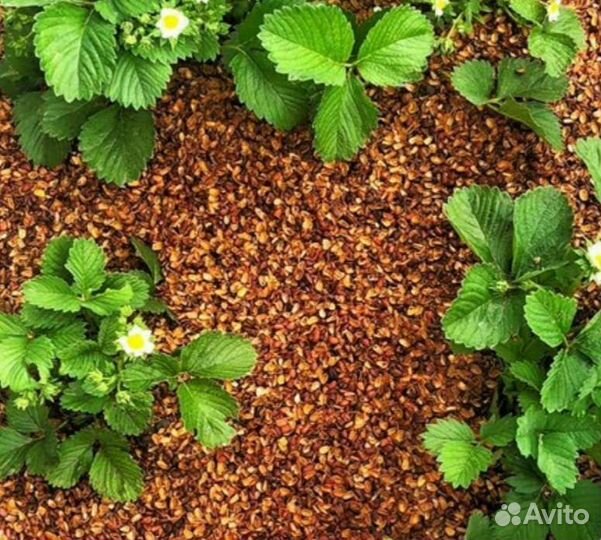 Кедровая скорлупа