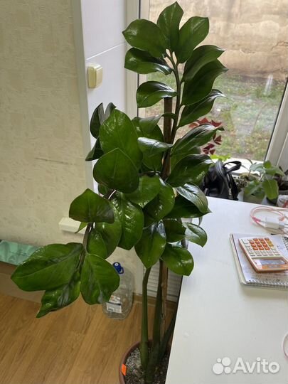 Замиокулькас