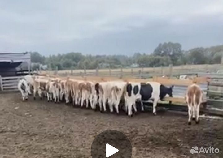 Продаю, Коровы и нетели Быки