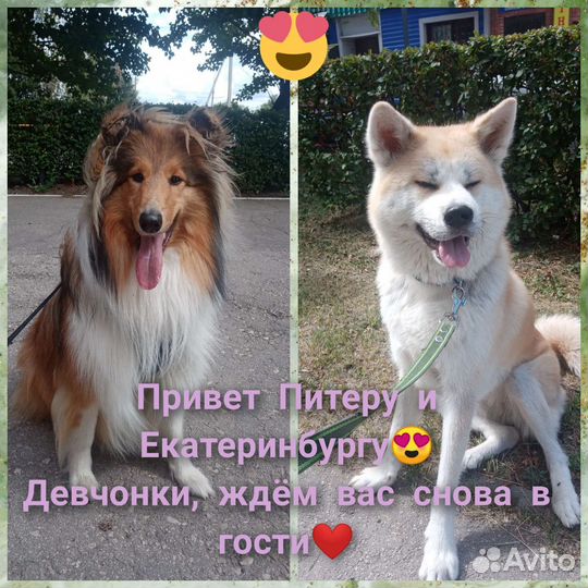 Передержка собак. Профессиональная