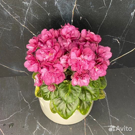 Сортовые Фиалки детки