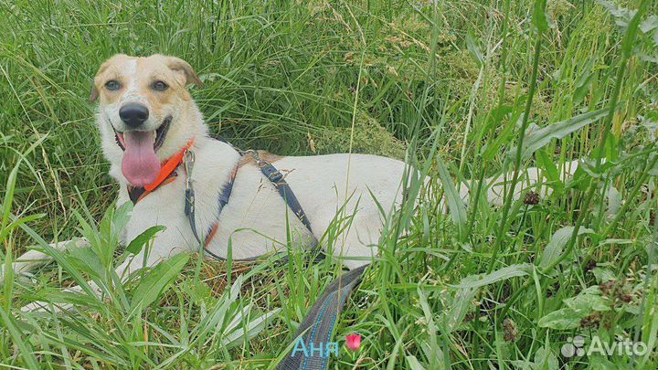 Собака ласковое солнышко